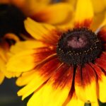 flowers, rudbeckia, petals-8145541.jpg